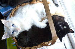 Shadow and Jett in basket