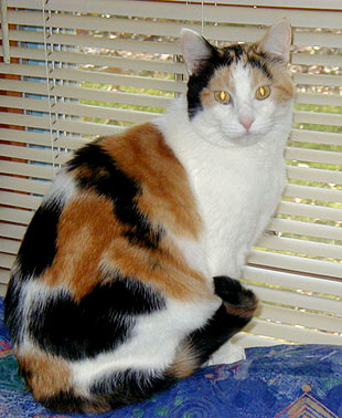 Bea is a bea-u-tiful calico and a real paws-on manager