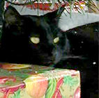 black cat resting head on package