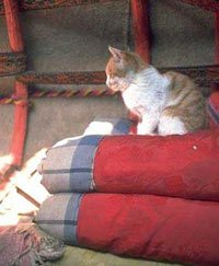 cat on blankets