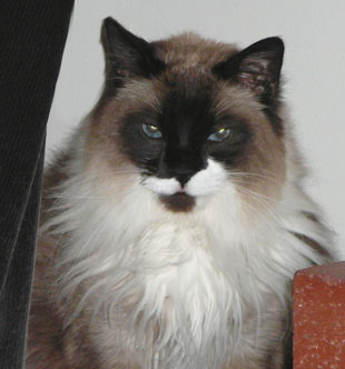 Eugene is a beautiful Snowshoe cat