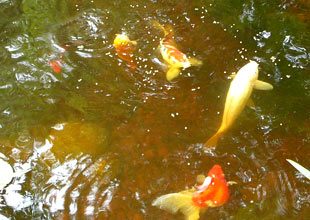 fish in koi pond