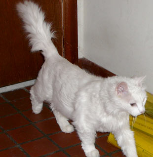 Fluffy, the little white lion, is on the prowl