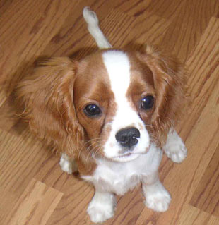 Miles is a Cavalier King Charles Spaniel