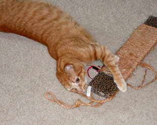 Ahh, the joy of catnip and sisal