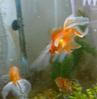 The goldfish are obsessed with balloons